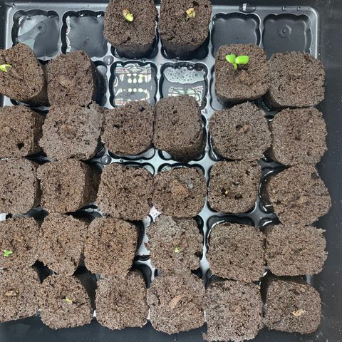 Runtz #1 growlog timeline photo