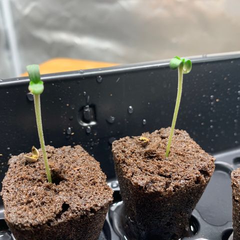 Runtz #1 growlog timeline photo