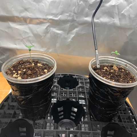 Runtz #1 growlog timeline photo