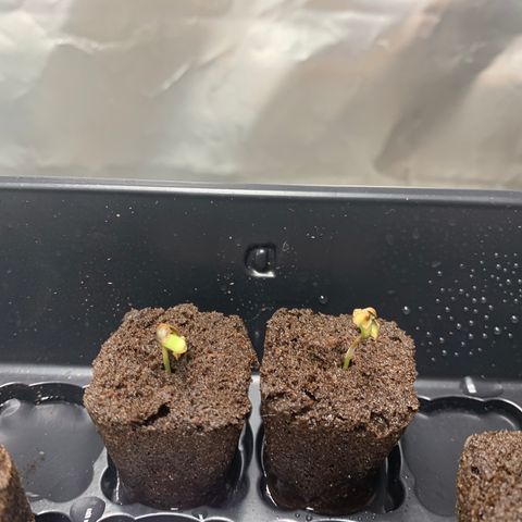 Runtz #1 growlog timeline photo