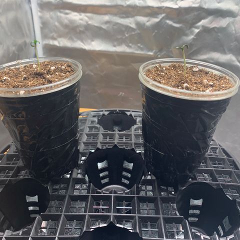 Runtz #1 growlog timeline photo