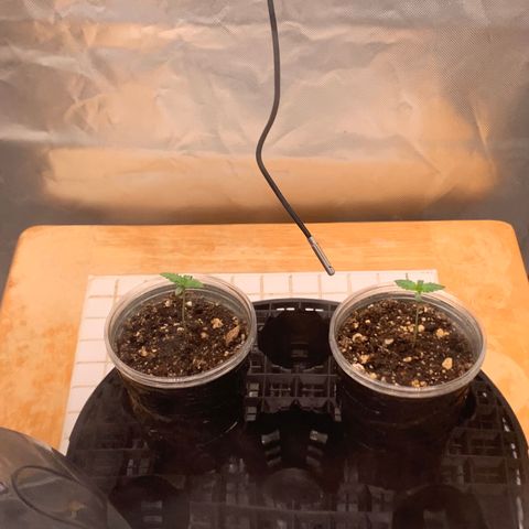 Runtz #1 growlog timeline photo