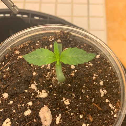 Runtz #1 growlog timeline photo