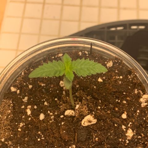 Runtz #1 growlog timeline photo