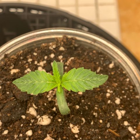 Runtz #1 growlog timeline photo