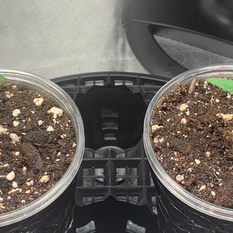 Runtz #1 growlog timeline photo
