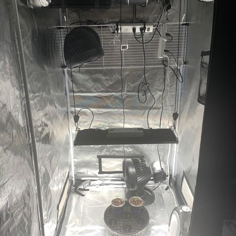 Runtz #1 growlog timeline photo