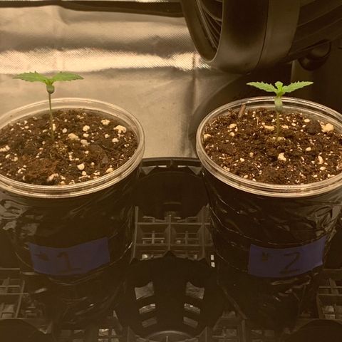 Runtz #1 growlog timeline photo