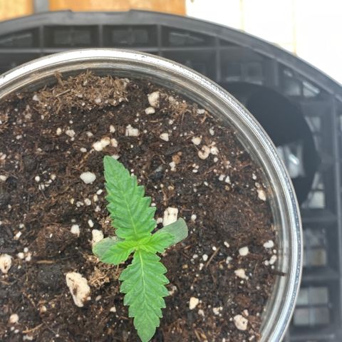 Runtz #1 growlog timeline photo