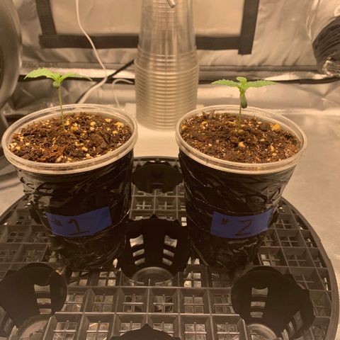 Runtz #1 growlog timeline photo