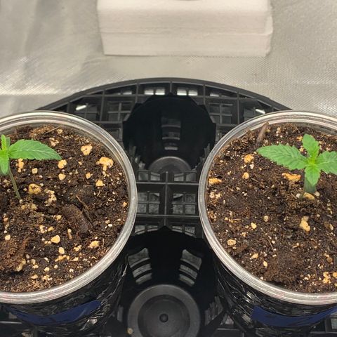 Runtz #1 growlog timeline photo