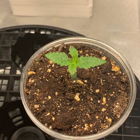 Runtz #1 growlog timeline photo