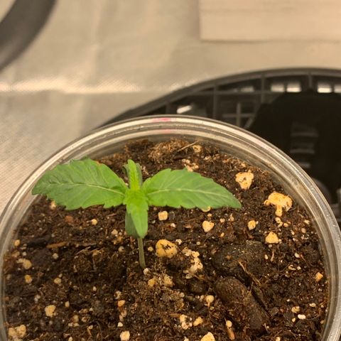 Runtz #1 growlog timeline photo