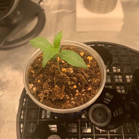 Runtz #1 growlog timeline photo