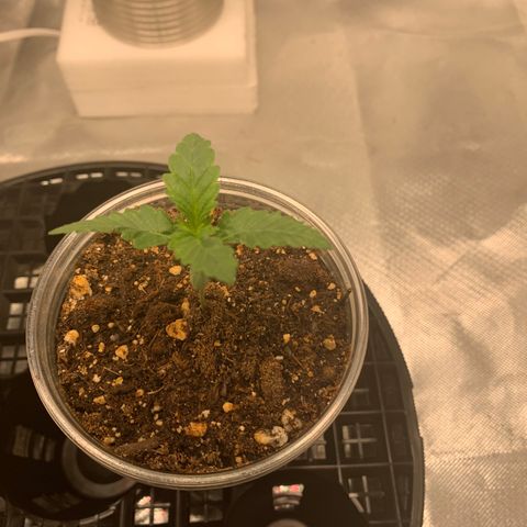 Runtz #1 growlog timeline photo