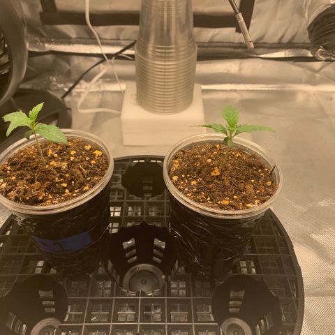 Runtz #1 growlog timeline photo