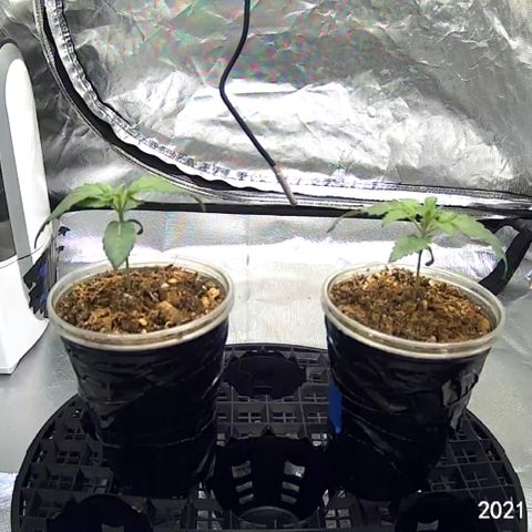 Runtz #1 growlog timeline photo