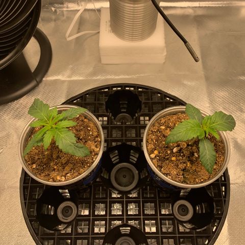 Runtz #1 growlog timeline photo