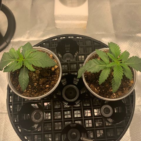 Runtz #1 growlog timeline photo