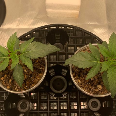 Runtz #1 growlog timeline photo