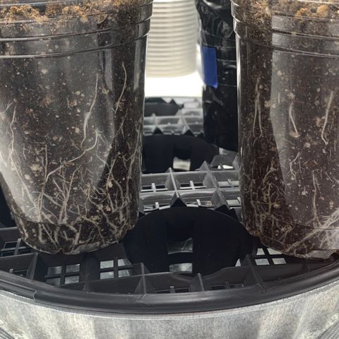 Runtz #1 growlog timeline photo