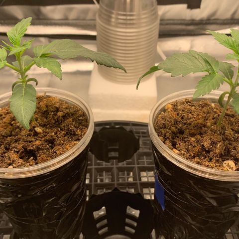 Runtz #1 growlog timeline photo