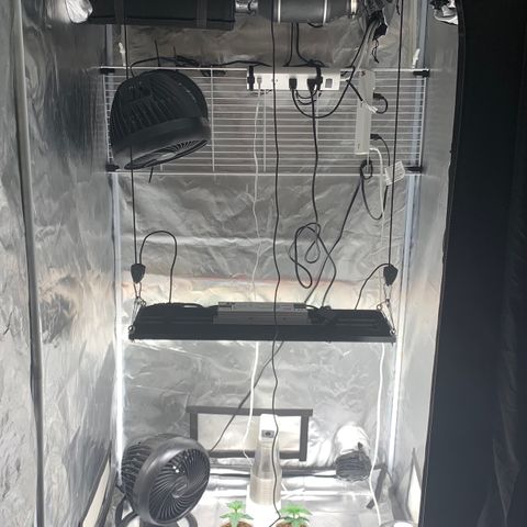 Runtz #1 growlog timeline photo