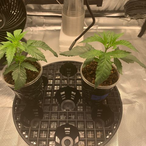 Runtz #1 growlog timeline photo