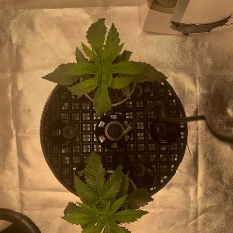 Runtz #1 growlog timeline photo