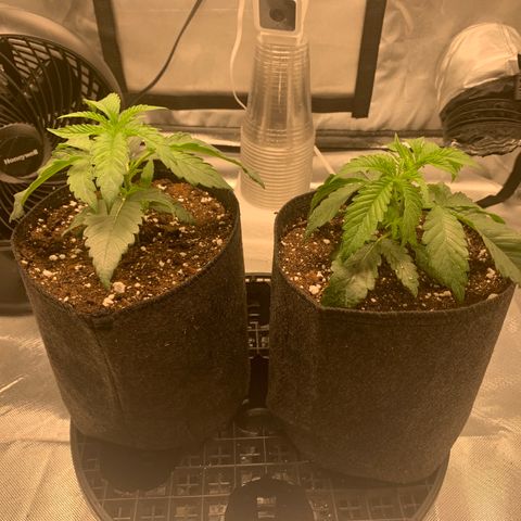 Runtz #1 growlog timeline photo