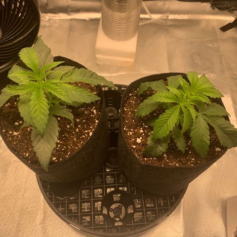 Runtz #1 growlog timeline photo