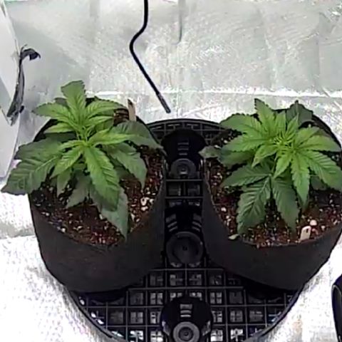 Runtz #1 growlog timeline photo