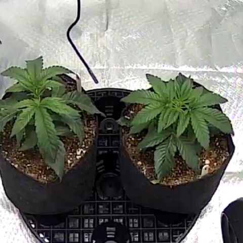 Runtz #1 growlog timeline photo