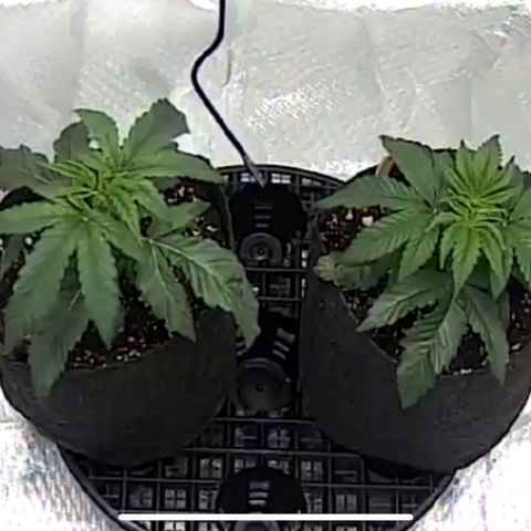 Runtz #1 growlog timeline photo