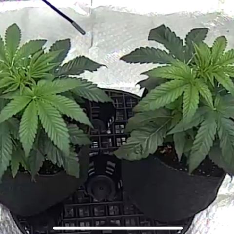 Runtz #1 growlog timeline photo