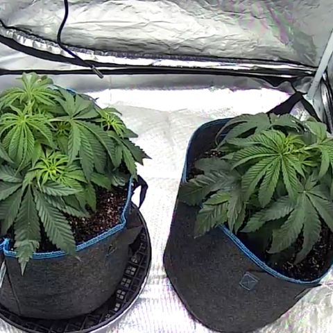 Runtz #1 growlog timeline photo