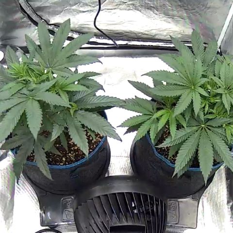 Runtz #1 growlog timeline photo