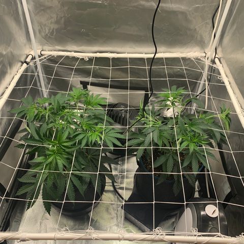 Runtz #1 growlog photo: Added SCROG net