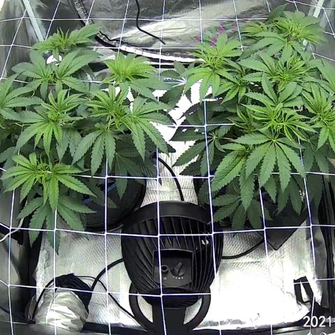 Runtz #1 growlog timeline photo
