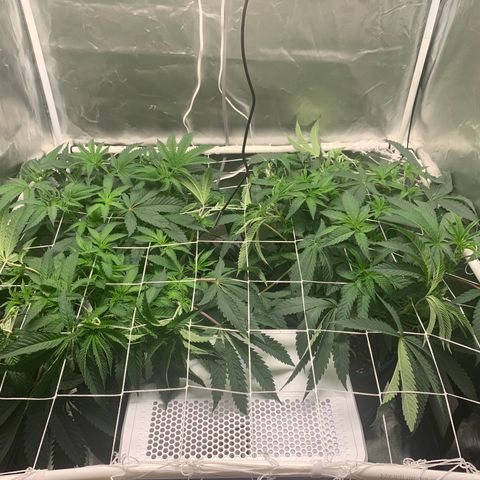 Runtz #1 growlog timeline photo