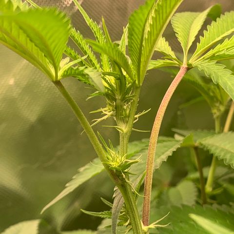 Runtz #1 growlog timeline photo