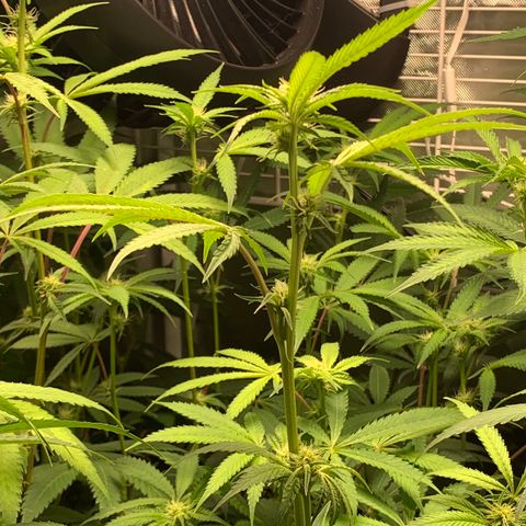 Runtz #1 growlog timeline photo