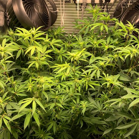Runtz #1 growlog timeline photo