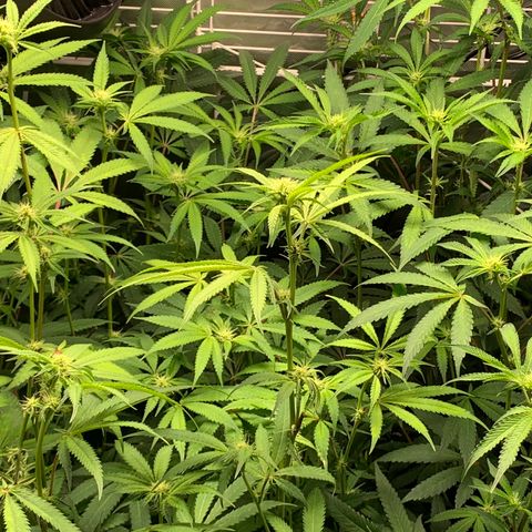 Runtz #1 growlog timeline photo