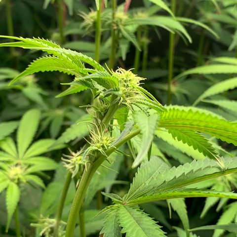 Runtz #1 growlog timeline photo