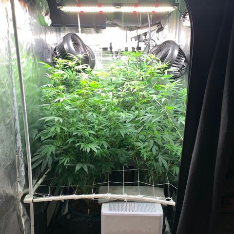 Runtz #1 growlog timeline photo