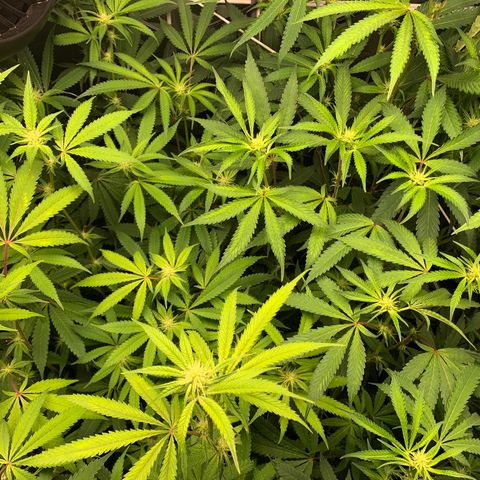 Runtz #1 growlog timeline photo