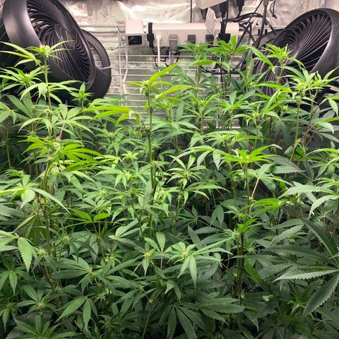 Runtz #1 growlog timeline photo