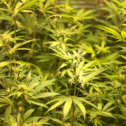 Runtz #1 growlog timeline photo