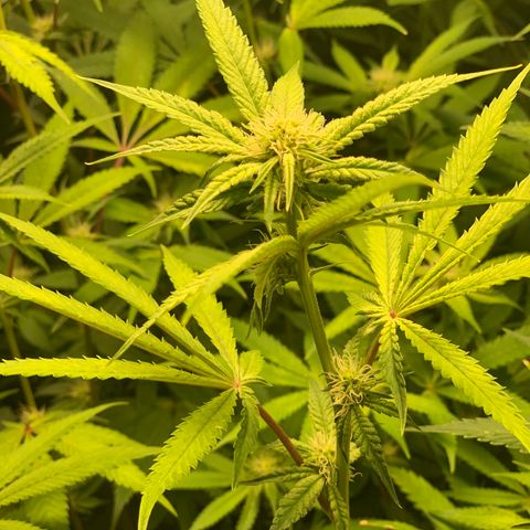 Runtz #1 growlog timeline photo